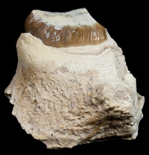 Hyaenodon Jaw Section - Nebraska #10694